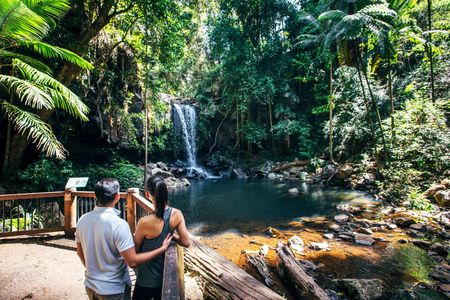 Guided rainforest tour on Tamborine Mountain and produce tastings