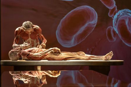 BODY WORLDS Magdeburg entrance ticket