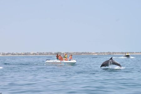 Dolphin watching boat trip from Djerba