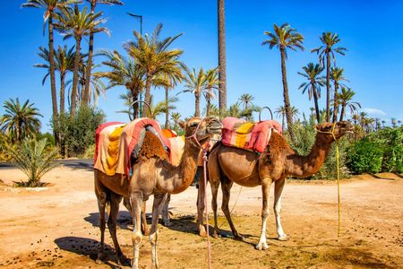 Marrakech camel ride in the palm grove
