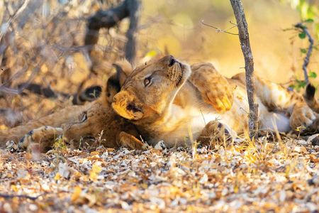 Nyerere National Park two-day budget safari from Zanzibar