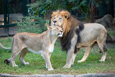 Houston Zoo Admission Ticket