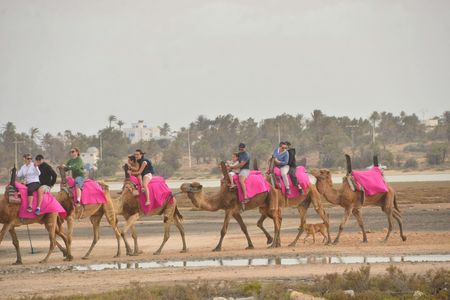 Djerba Lagoon discovery tour on camel or horseback