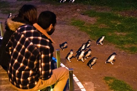 Penguin Parade Express Guided Tour from Melbourne