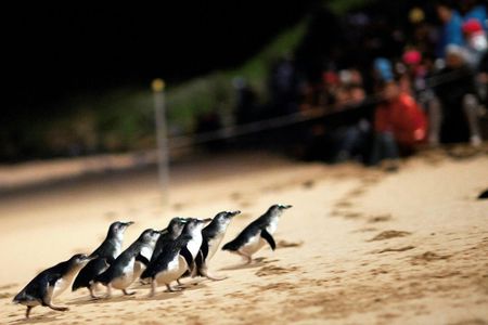 Phillip Island Penguin Parade small-group tour