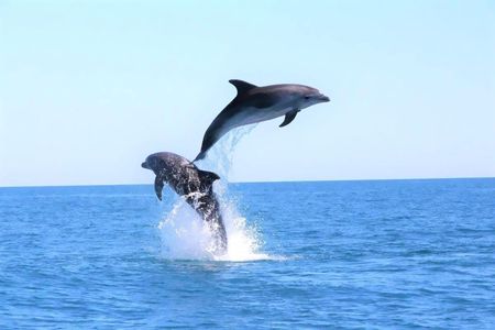 Boat tour and dolphins watching