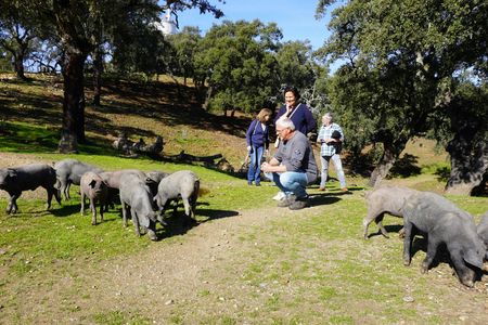 Jabugo Iberian Ham Route with Tasting and Guided Tour