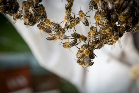 Guided beekeeping tour in Andorra with honey-tasting