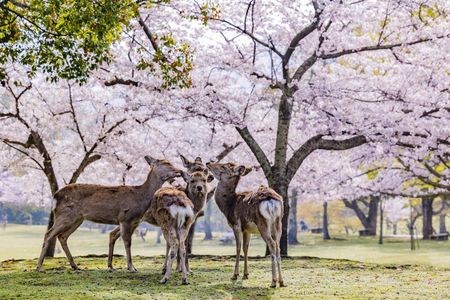 Full-day guided tour to Nara Park, Osaka and Kobe from Kyoto