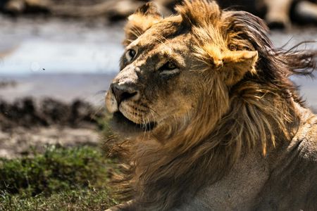 Mikumi National Park one-day safari with flights from Zanzibar