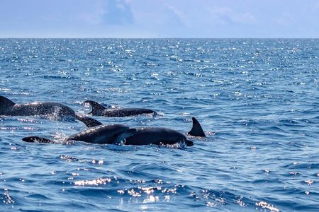 Boat tour dolphin quest in Vilamoura