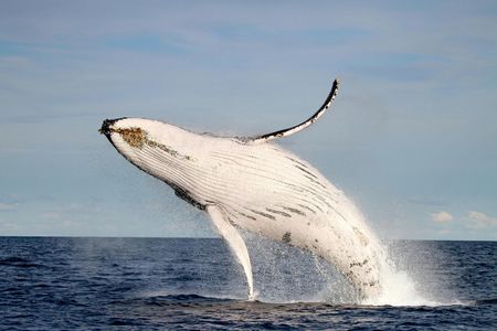 Whale discovery tour
