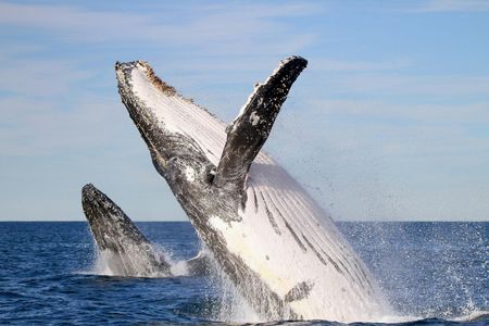 Humpback Whale encounter tour