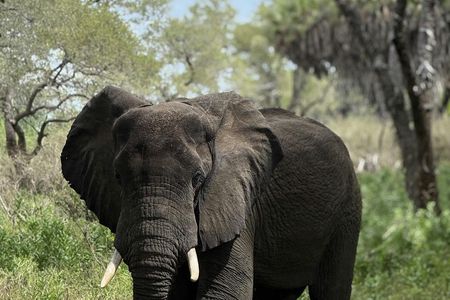 Nyerere National Park one-day safari with flights from Zanzibar