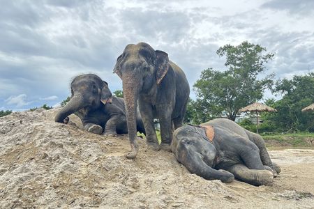 Guided elephant nature walk tour with transfer