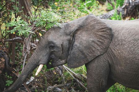 Nyerere National Park two-day premium safari with two game drives