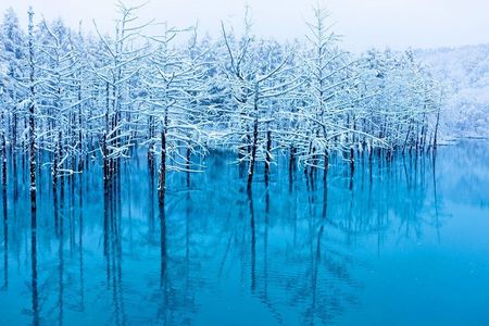 Day-tour to Hokkaido Asahiyama Zoo, Blue Pond, Ningle Terrace