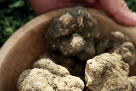 Truffle hunting and bitter tastings with light lunch close to Noto