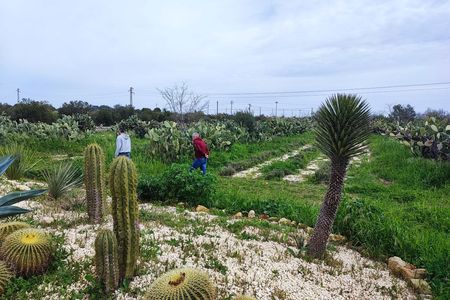 Guided sensorial trek and artisanal bitters workshop close to Noto