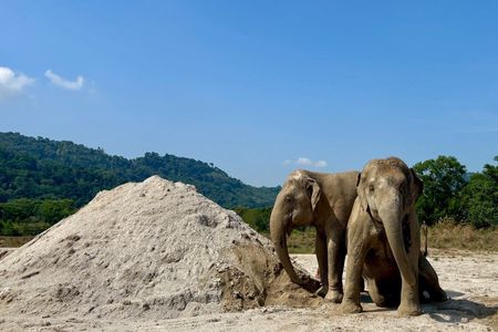 Ethical Elephant Sanctuary feeding experience