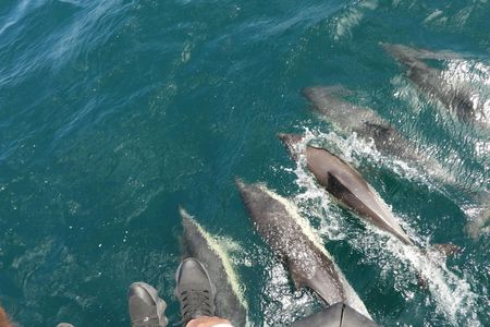 Dolphin watching in Gibraltar from the Coast of Cadiz