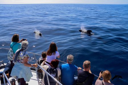 Flipper tour with whale watching & visit of the new lava delta