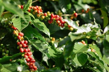 2-day tour with private van in Chiang Rai and Doi Chang