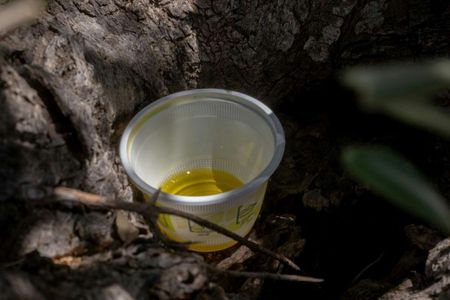 Olive grove guided tour with oil tasting in Agrigento