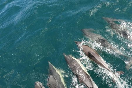 Dolphin watching in Tarifa from the coast of Cádiz with pickup