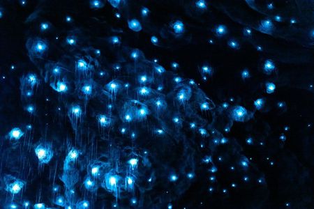 Te Anau Glowworm Caves