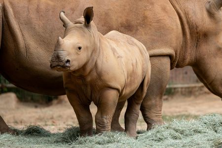 Zoo Atlanta General Admission Ticket