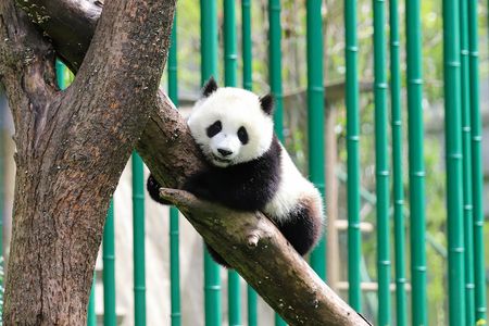 Chengdu private customized city tour