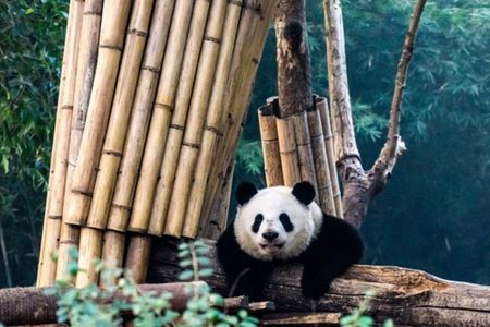 A Panda-themed adventure for families
