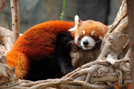 Red panda and Dujiangyan private tour