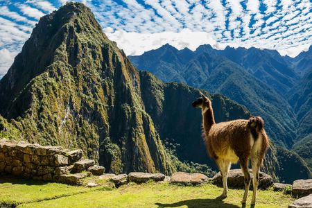 Guided tour of Machu Picchu citadel including entrance