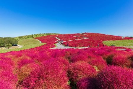 Full-day Garden of Light and Ibaraki's Scarlet Kochia guided tour