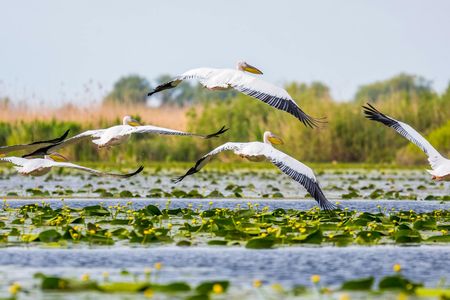 Escape to the Danube Delta tour