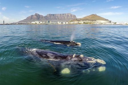 Whale watching boat cruise with transfer from Cape Town