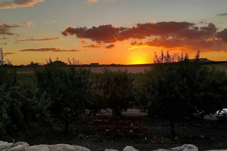 Agrigento vineyard and olive grove tour with starlit wine tasting