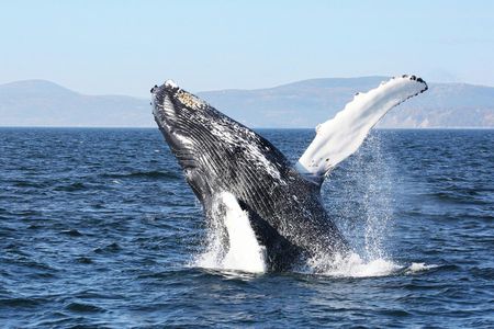 Full-day whale-watching trip from Québec City