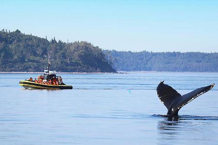 Tadoussac whale watching cruise on a zodiac boat