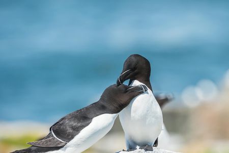 1000 Razorbills observation cruise