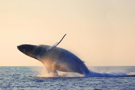 Baie-Sainte-Catherine whale watching cruise