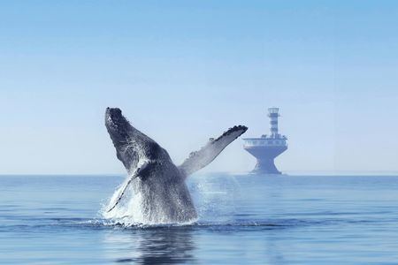 Tadoussac whale watching cruise