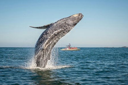 Charlevoix whale-watching cruise on a zodiac boat