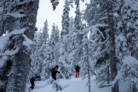 Classic snowshoeing tour in Levi