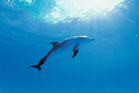 Dolphin encounter ticket at Isla Discovery