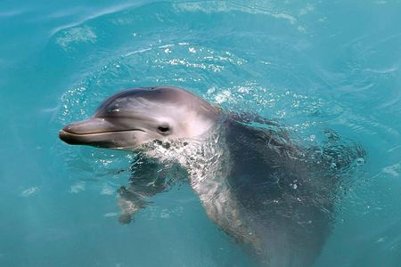 Dolphin Connection at Dolphin Discovery Isla Mujeres ticket