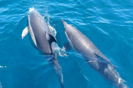 Dolphin watching experience and 4x4 tour at Cabo Espichel