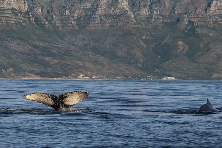 Whale watching boat cruise from Cape Town